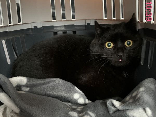 Fundkater Schwarz