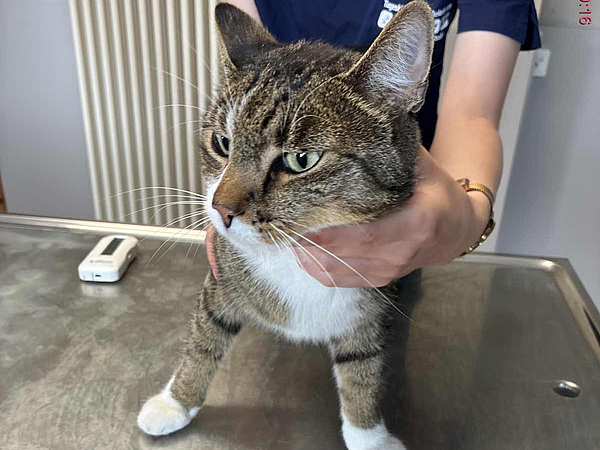getigerter Kater