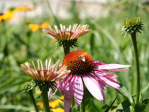 Bienen auf Blüten einer Pirnaer Grünanlage