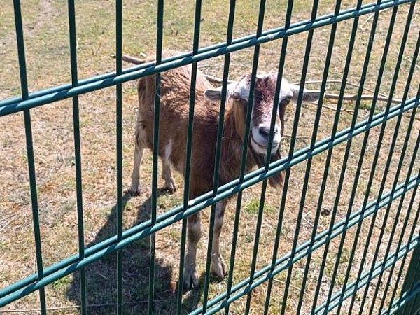 Ziege in Dohma gefunden