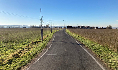 Allee-Pflanzung entlang der Bernhard-Muth-Straße neu angelegte Allee entlang der Bernhard-Muth-Straße