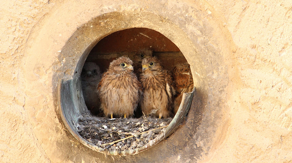 Falkenkücken beobachten