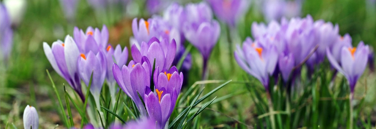 Krokussblüten im Frühling auf einer Wiese