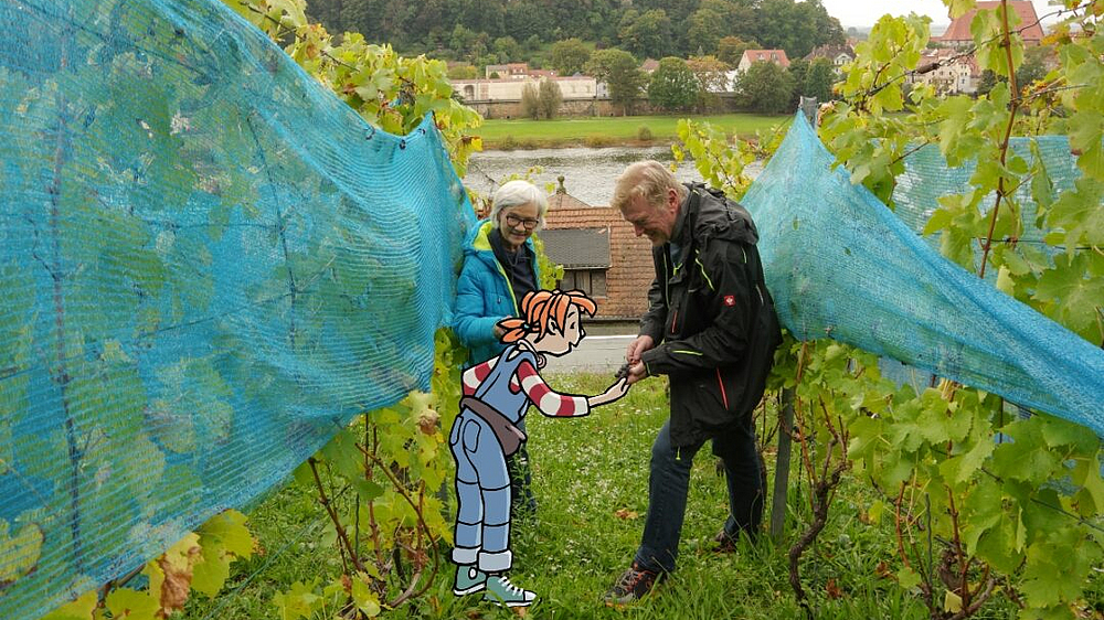 Pine am Pirnaer Weinberg bei der Weinlese