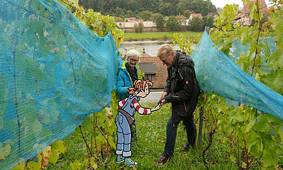 Pine am Pirnaer Weinberg bei der Weinlese