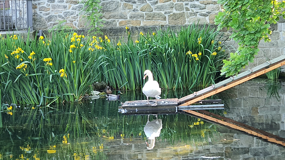 Graupaer Schwan