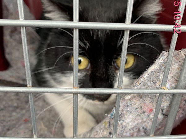 Fundkater Schwarz-Weiß