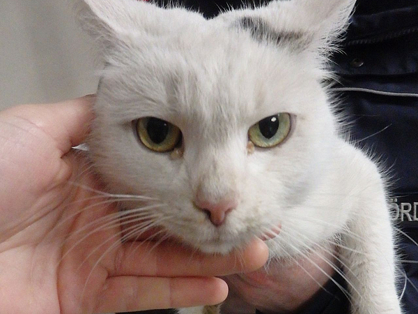 Fundkatze kastriert