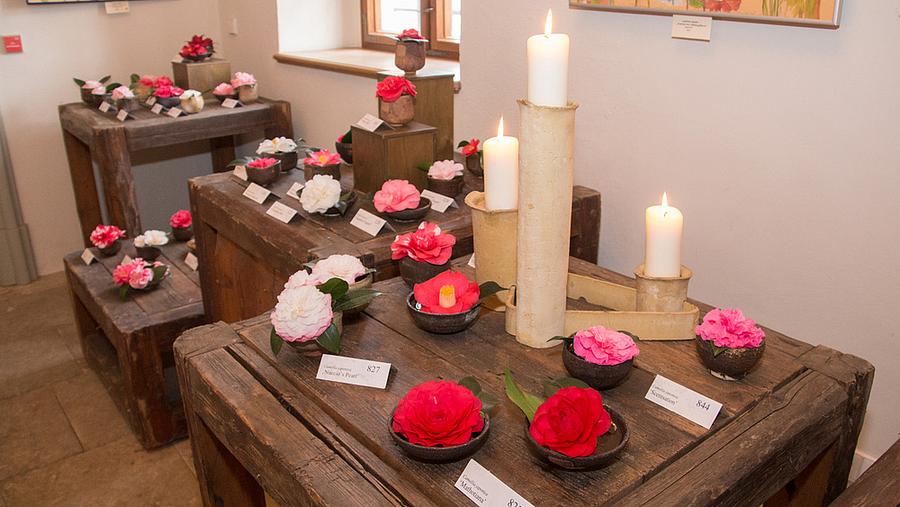 Landschloss Zuschendorf Kamelien