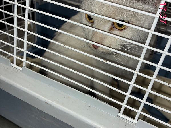 Katze gefunden Weiß gescheckt