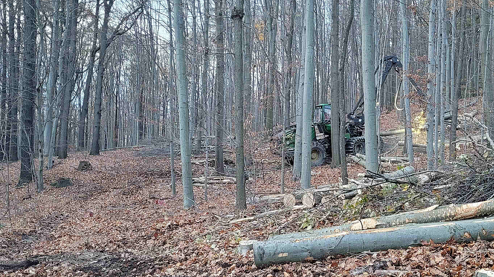 Waldpflege Viehleite in der Viehleite wird Waldpflege zum Schutz des Laubwaldes durchgeführt.