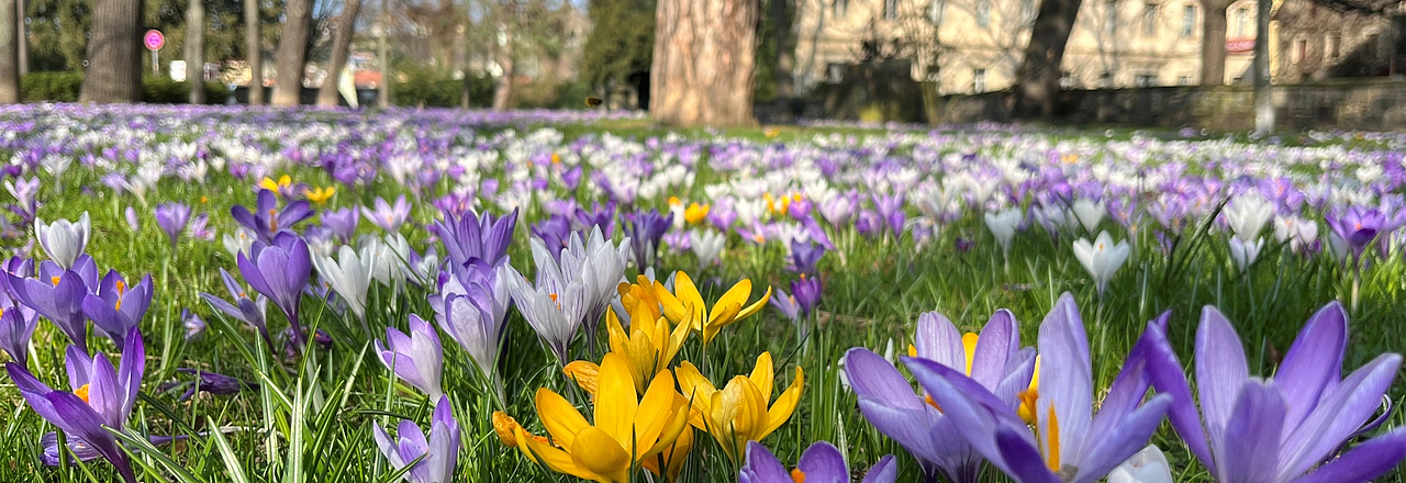 blühende Krokusse im Frühling in Pirna