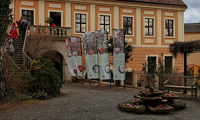 Landschloss Zuschendorf Kamelien