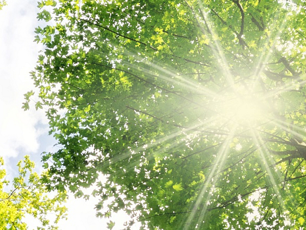 Energie und Umwelt Baumkronen durch die Sonne scheint