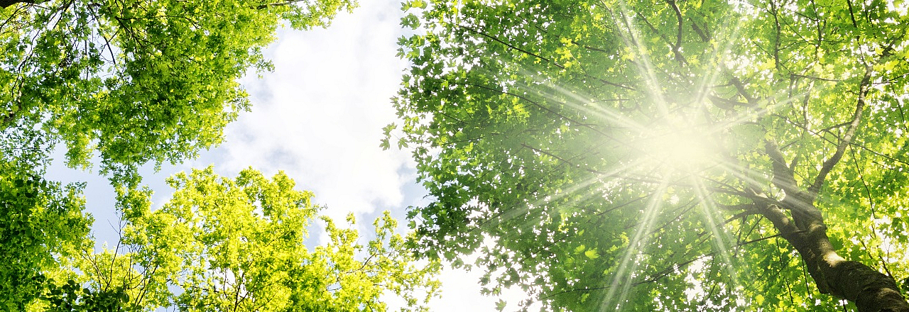 Baumkronen durch die Sonne scheint