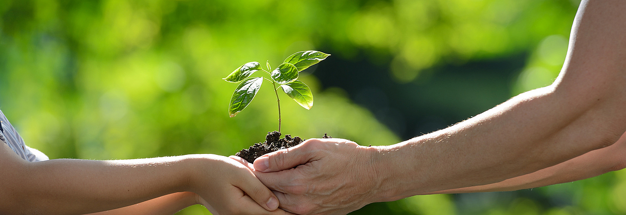 Zwei Hände halten Pflänzlein als Sinnbild für Klimaschutz in Pirna