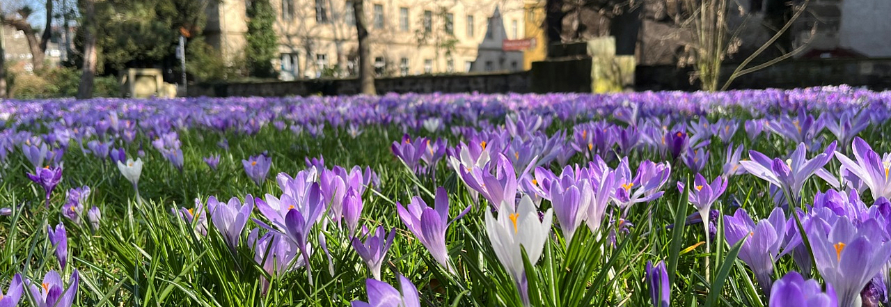blühende Krokusse im Frühling in Pirna