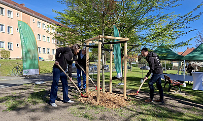 Oberbürger Tim Lochner und WGP pflanzen zum Tag des Baumes
