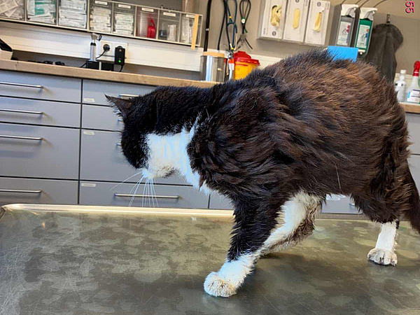 Fundkater schwarz-weiß sucht zu Hause