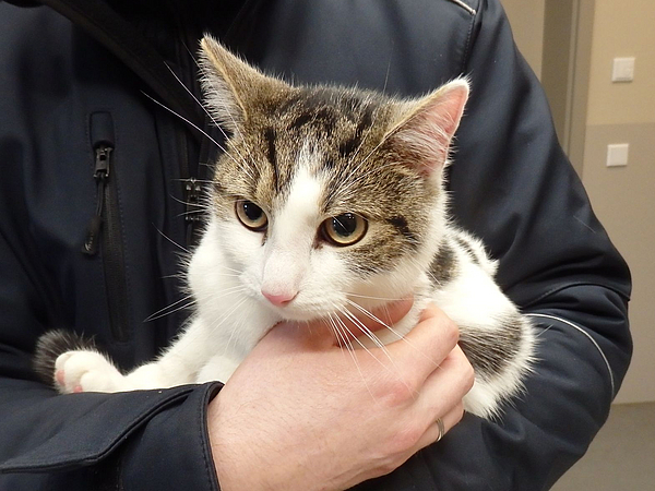 Fundkatze Gartenstraße