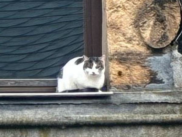 Fundkatze Gartenstraße