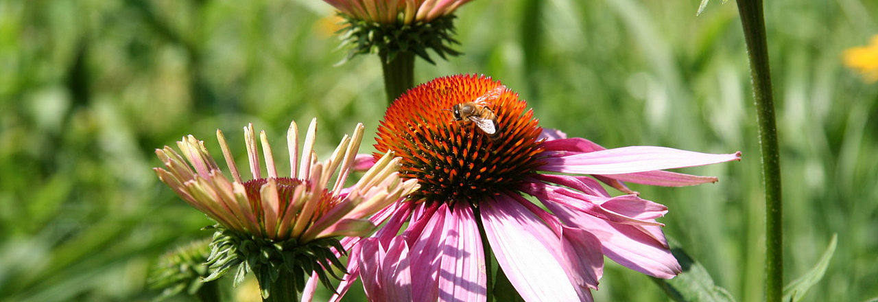 Bienen auf Blüten einer Pirnaer Grünanlage