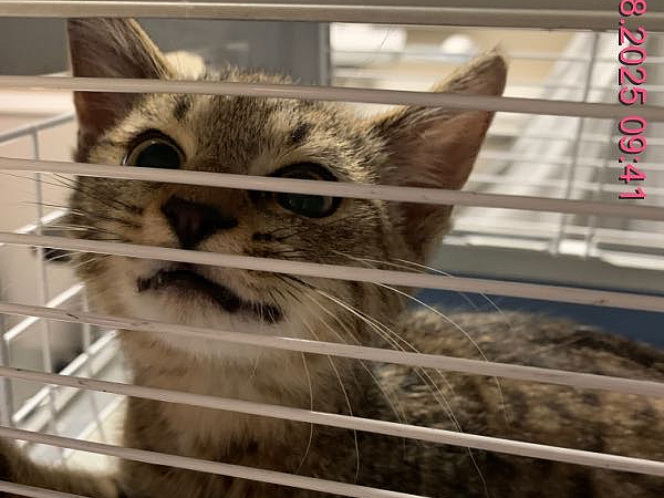 Fundkatze Schlossstraße