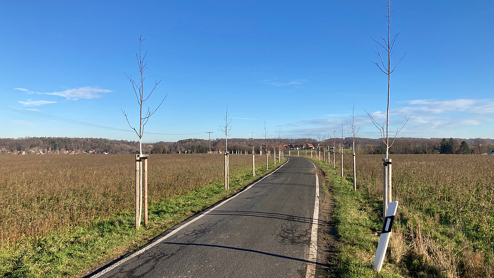 Allee-Pflanzung entlang der Bernhard-Muth-Straße einseitige Pflanzung von Bäumen entlang der Bernhard-Muth-Straße