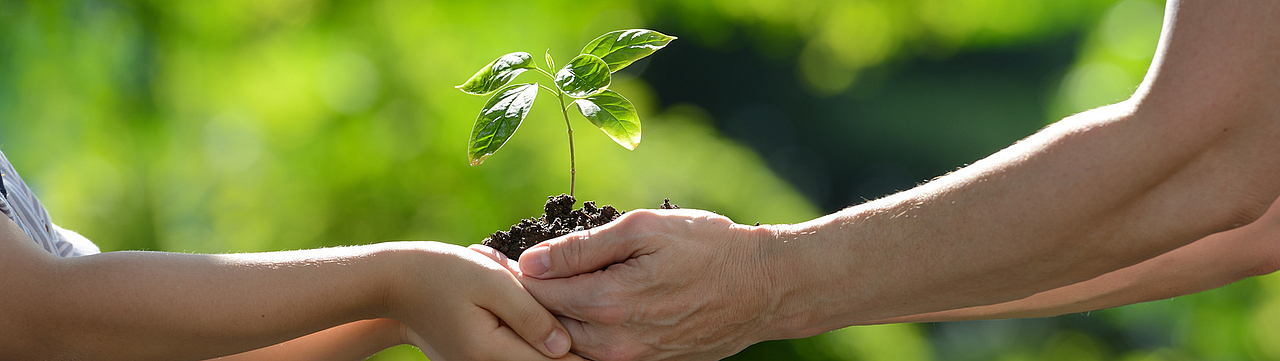 Zwei Hände halten Pflänzlein als Sinnbild für Klimaschutz in Pirna