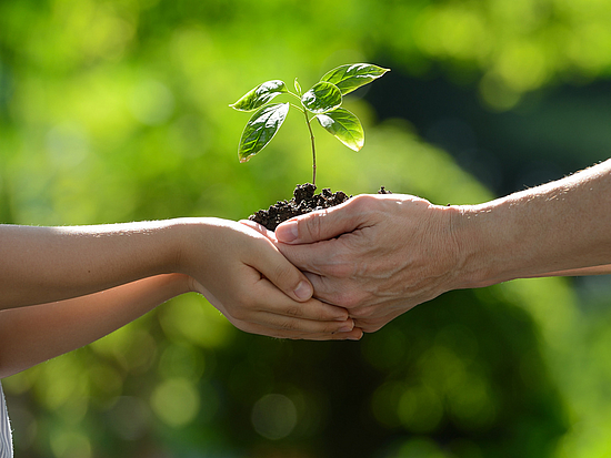 Zwei Hände halten Pflänzlein als Sinnbild für Klimaschutz in Pirna
