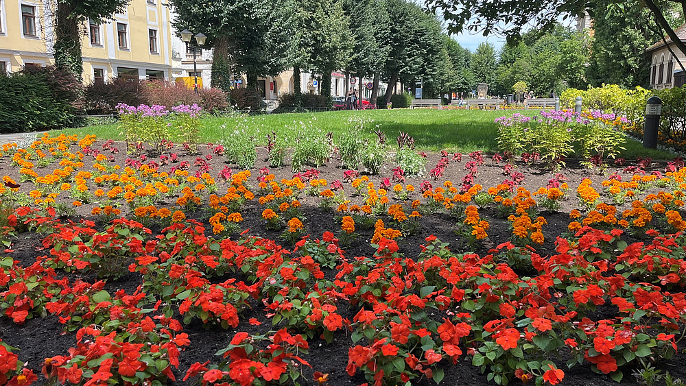 Sommerblüher an der Grohmannstraße in Pirna
