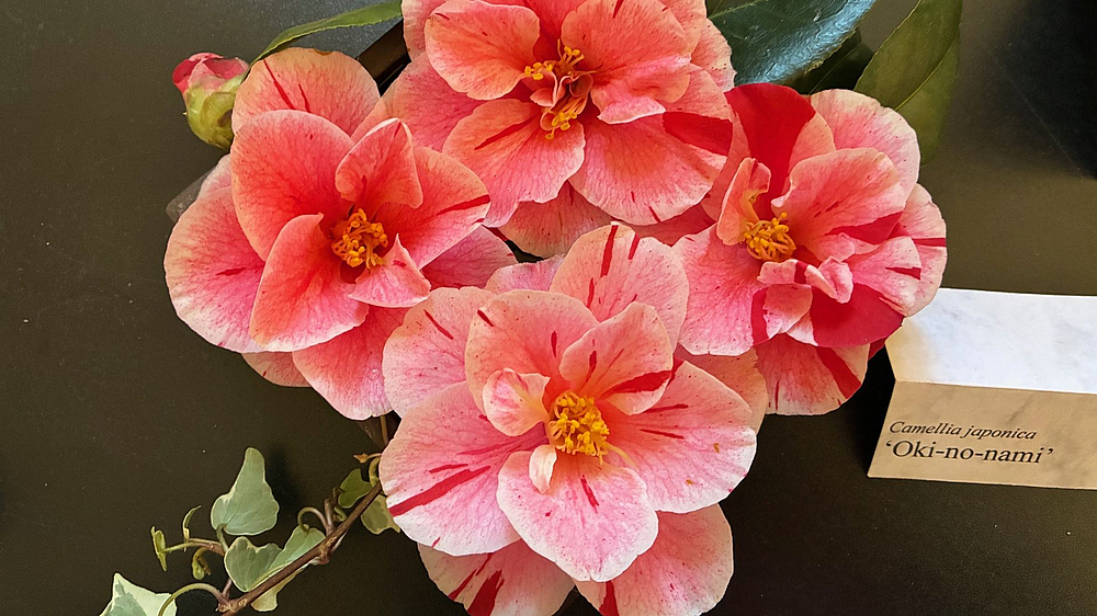 Kamelienblüten