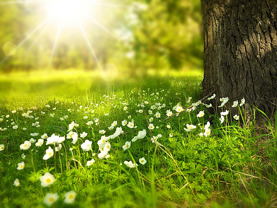 Wiese bei aufgehender Sonne