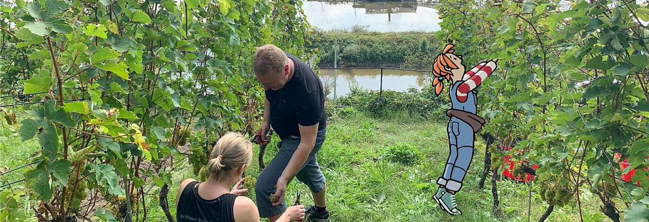 Kinderbloggerin Pine pflückt Trauben am Pirnaer Weinberg